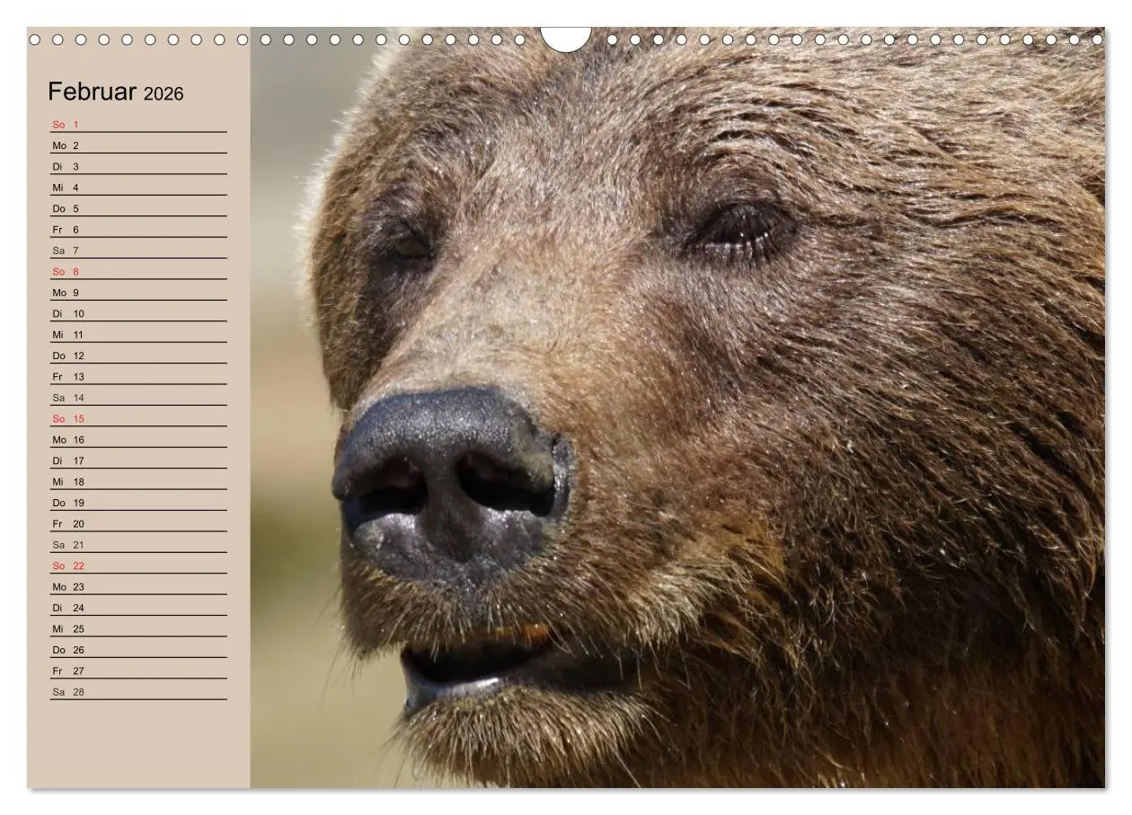 Bild: 9783457988398 | Bären. Unterwegs mit Meister Petz (Wandkalender 2026 DIN A3 quer),...