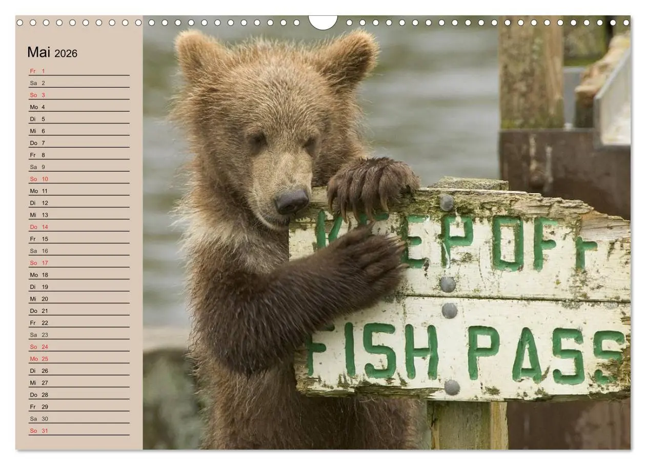 Bild: 9783457988398 | Bären. Unterwegs mit Meister Petz (Wandkalender 2026 DIN A3 quer),...