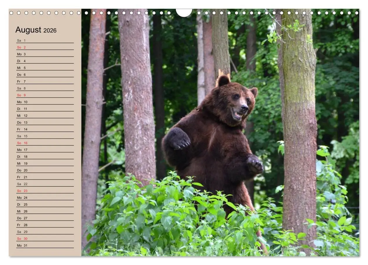 Bild: 9783457988398 | Bären. Unterwegs mit Meister Petz (Wandkalender 2026 DIN A3 quer),...