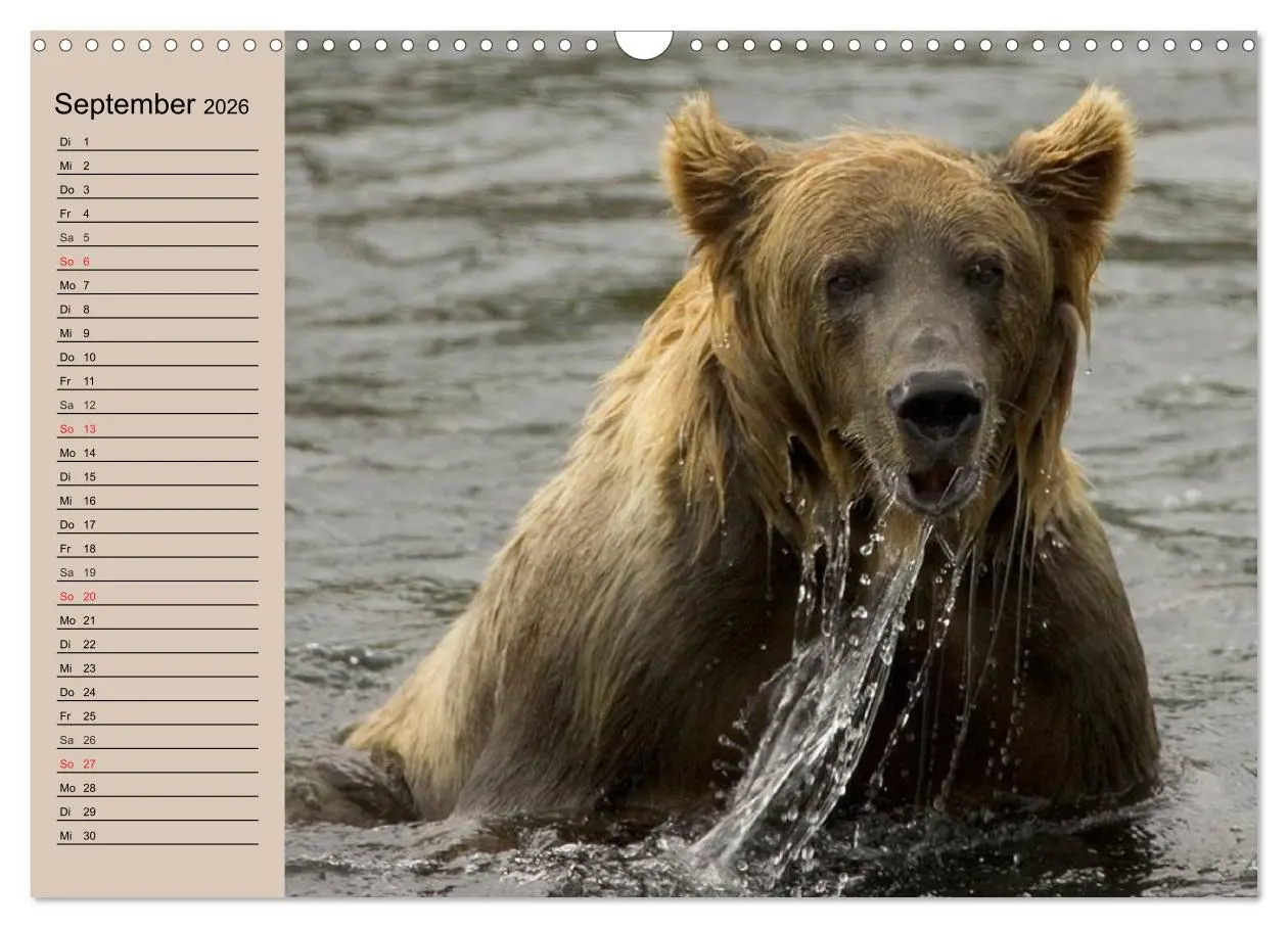 Bild: 9783457988398 | Bären. Unterwegs mit Meister Petz (Wandkalender 2026 DIN A3 quer),...