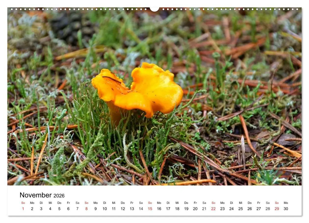 Bild: 9783516078398 | Heimische Pilze (Wandkalender 2026 DIN A2 quer), CALVENDO...