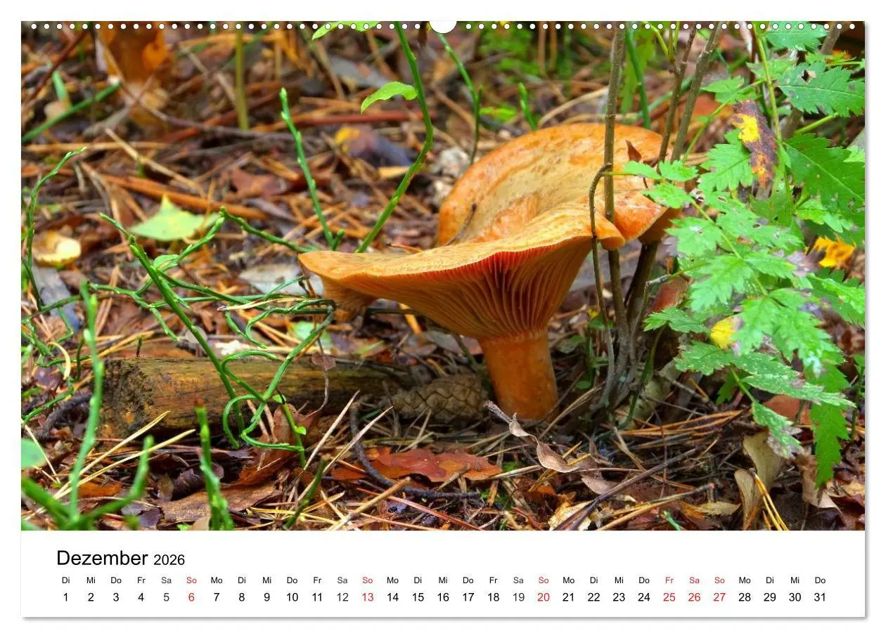 Bild: 9783516078398 | Heimische Pilze (Wandkalender 2026 DIN A2 quer), CALVENDO...