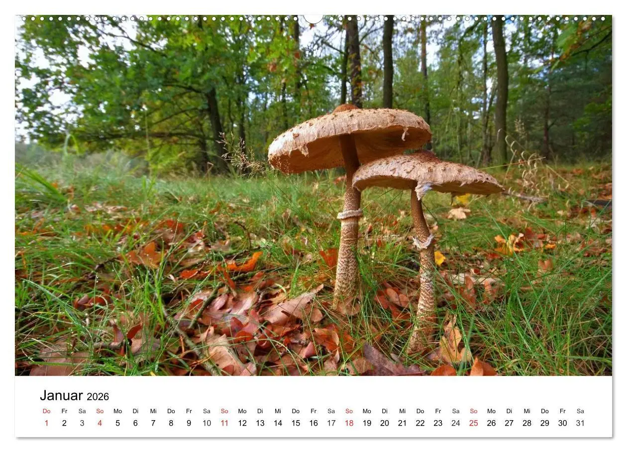 Bild: 9783516078398 | Heimische Pilze (Wandkalender 2026 DIN A2 quer), CALVENDO...