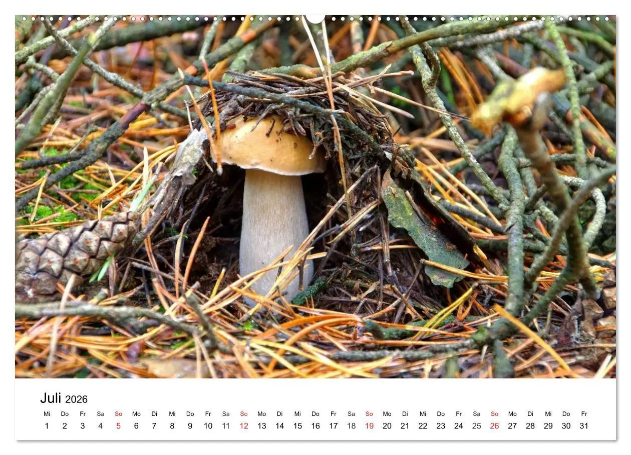Bild: 9783516078398 | Heimische Pilze (Wandkalender 2026 DIN A2 quer), CALVENDO...