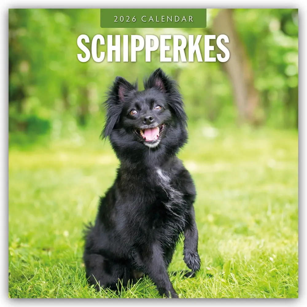 Cover: 9781804428498 | Schipperkes - Schipperke - Kleiner Schäferhund 2026 -...