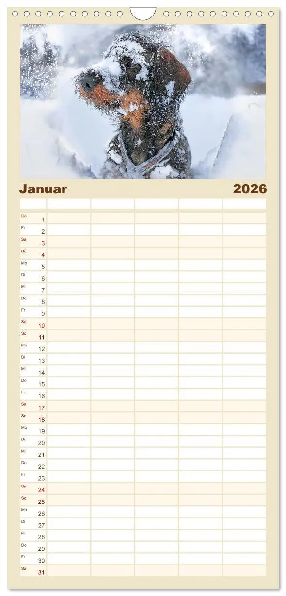 Bild: 9783516518498 | Familienplaner 2026 - Der Dackel mit 5 Spalten (Wandkalender, 21 x...