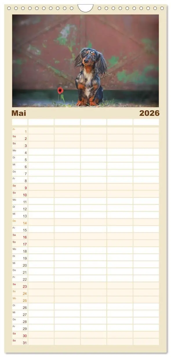 Bild: 9783516518498 | Familienplaner 2026 - Der Dackel mit 5 Spalten (Wandkalender, 21 x...