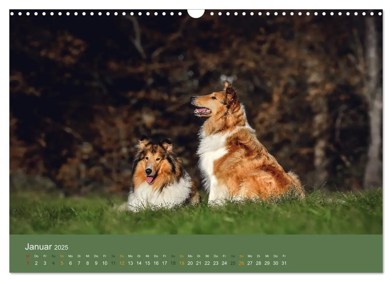 Bild: 9783435018598 | Der Collie der beste Hund der Welt (Wandkalender 2025 DIN A3 quer),...
