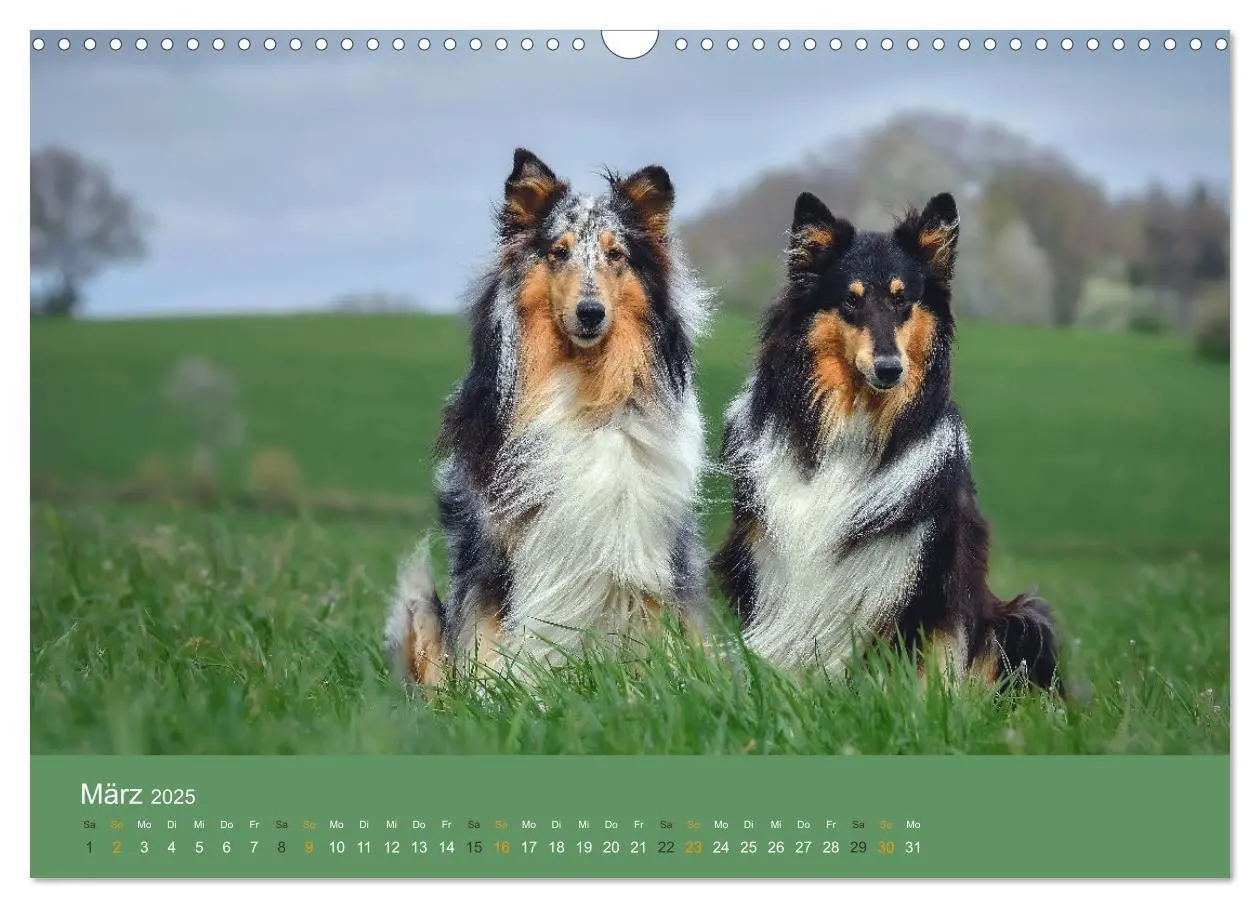 Bild: 9783435018598 | Der Collie der beste Hund der Welt (Wandkalender 2025 DIN A3 quer),...
