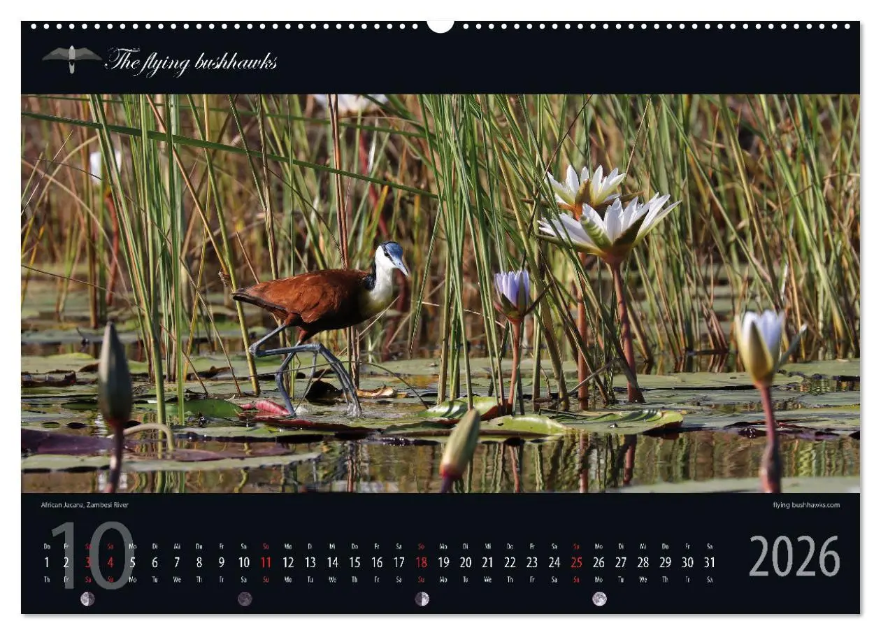 Bild: 9783457278598 | Botswana Blickwinkel 2026 (Wandkalender 2026 DIN A2 quer), CALVENDO...