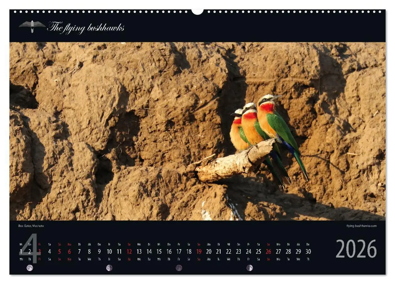 Bild: 9783457278598 | Botswana Blickwinkel 2026 (Wandkalender 2026 DIN A2 quer), CALVENDO...