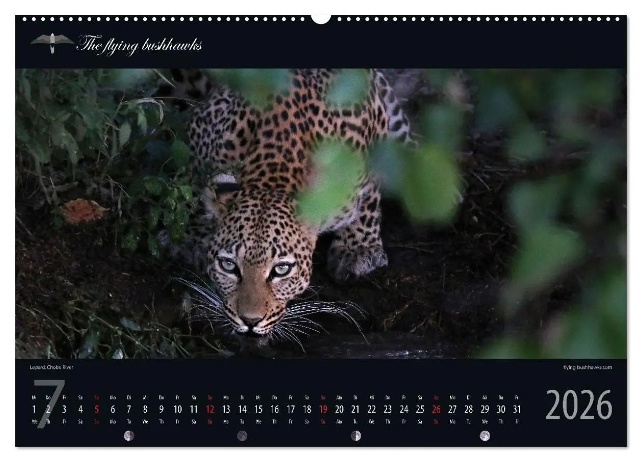 Bild: 9783457278598 | Botswana Blickwinkel 2026 (Wandkalender 2026 DIN A2 quer), CALVENDO...