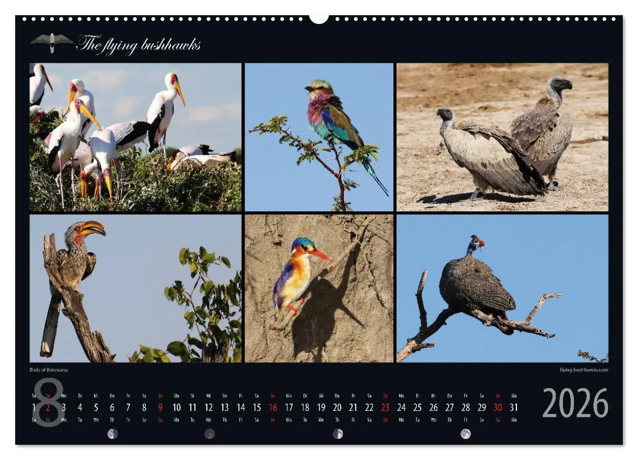 Bild: 9783457278598 | Botswana Blickwinkel 2026 (Wandkalender 2026 DIN A2 quer), CALVENDO...