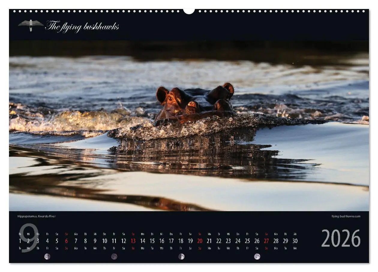 Bild: 9783457278598 | Botswana Blickwinkel 2026 (Wandkalender 2026 DIN A2 quer), CALVENDO...