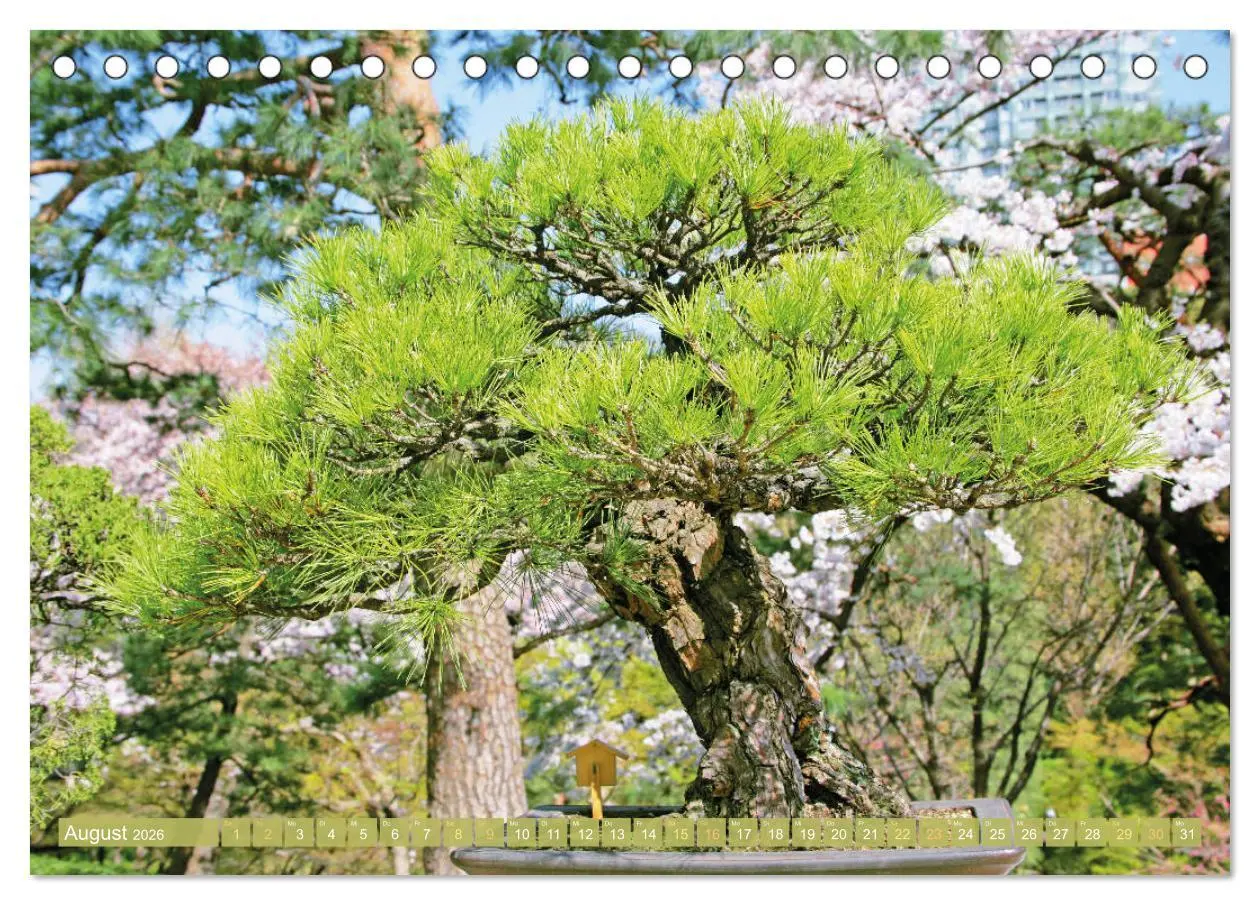 Bild: 9783457348598 | Gartenkunst aus Japan: Bonsai (Tischkalender 2026 DIN A5 quer),...