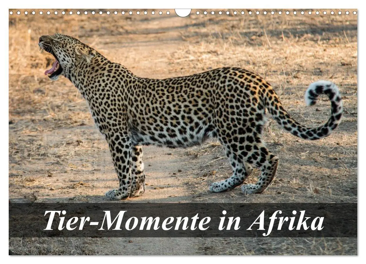 Cover: 9783516058598 | Tier-Momente in Afrika (Wandkalender 2026 DIN A3 quer), CALVENDO...
