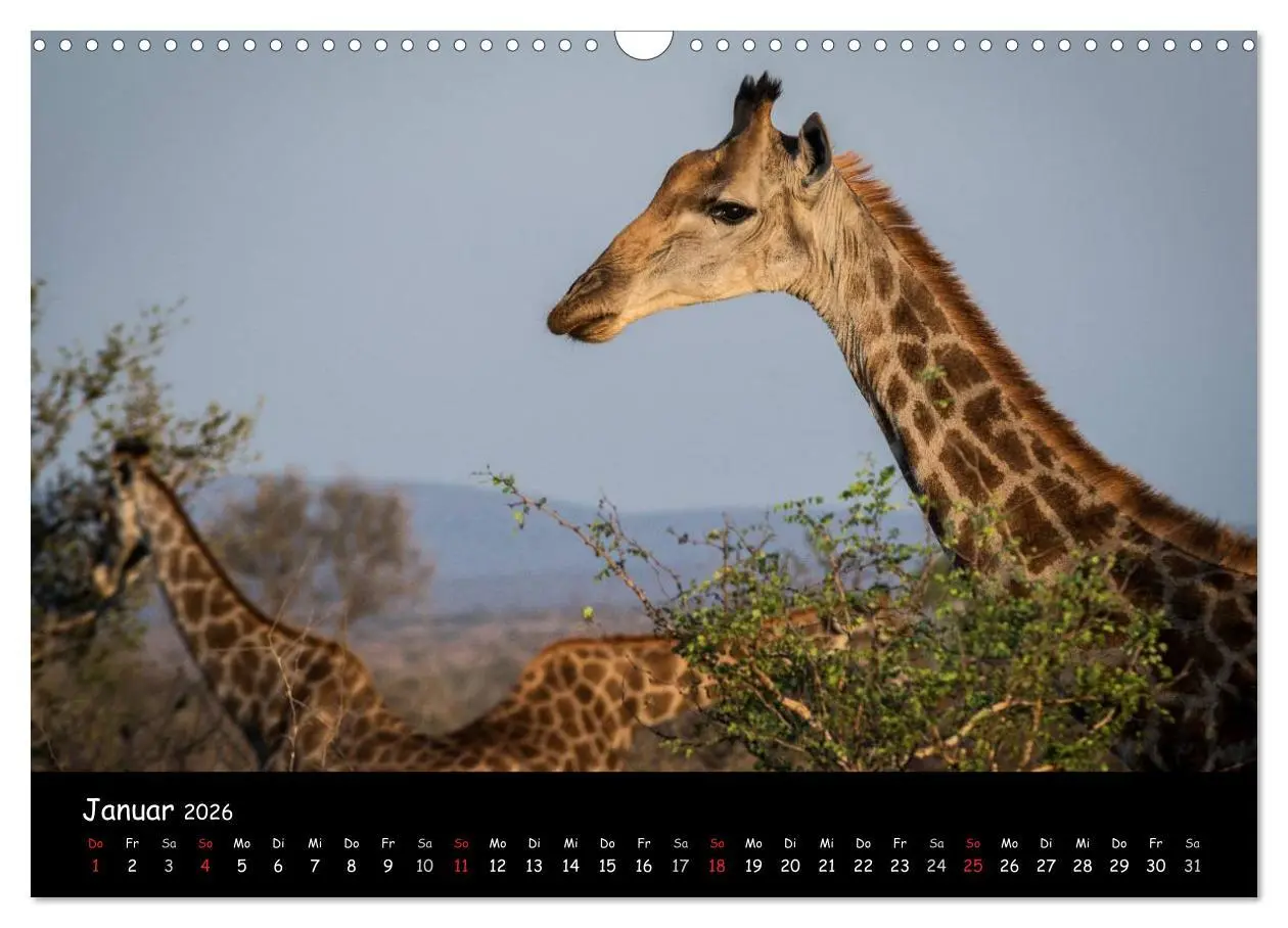 Bild: 9783516058598 | Tier-Momente in Afrika (Wandkalender 2026 DIN A3 quer), CALVENDO...