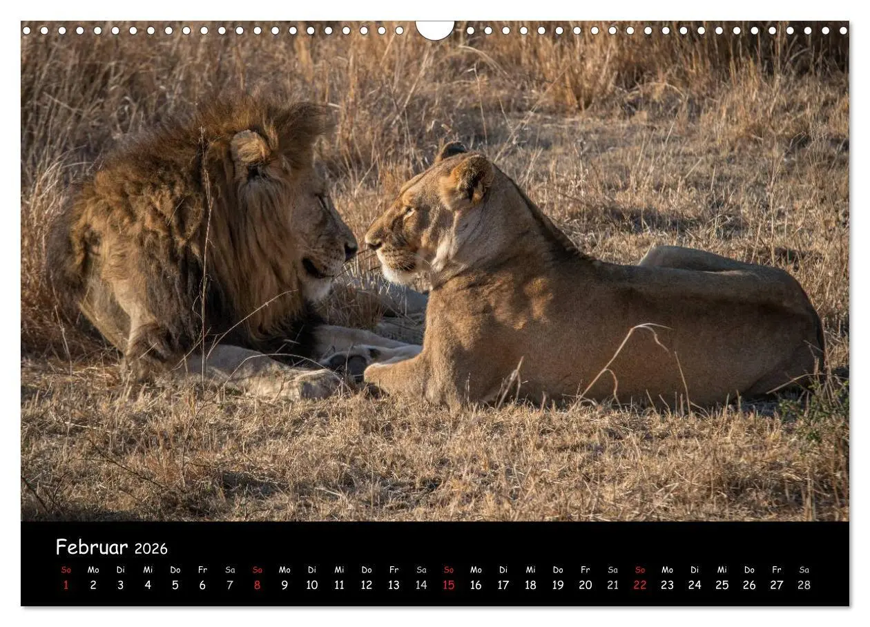 Bild: 9783516058598 | Tier-Momente in Afrika (Wandkalender 2026 DIN A3 quer), CALVENDO...