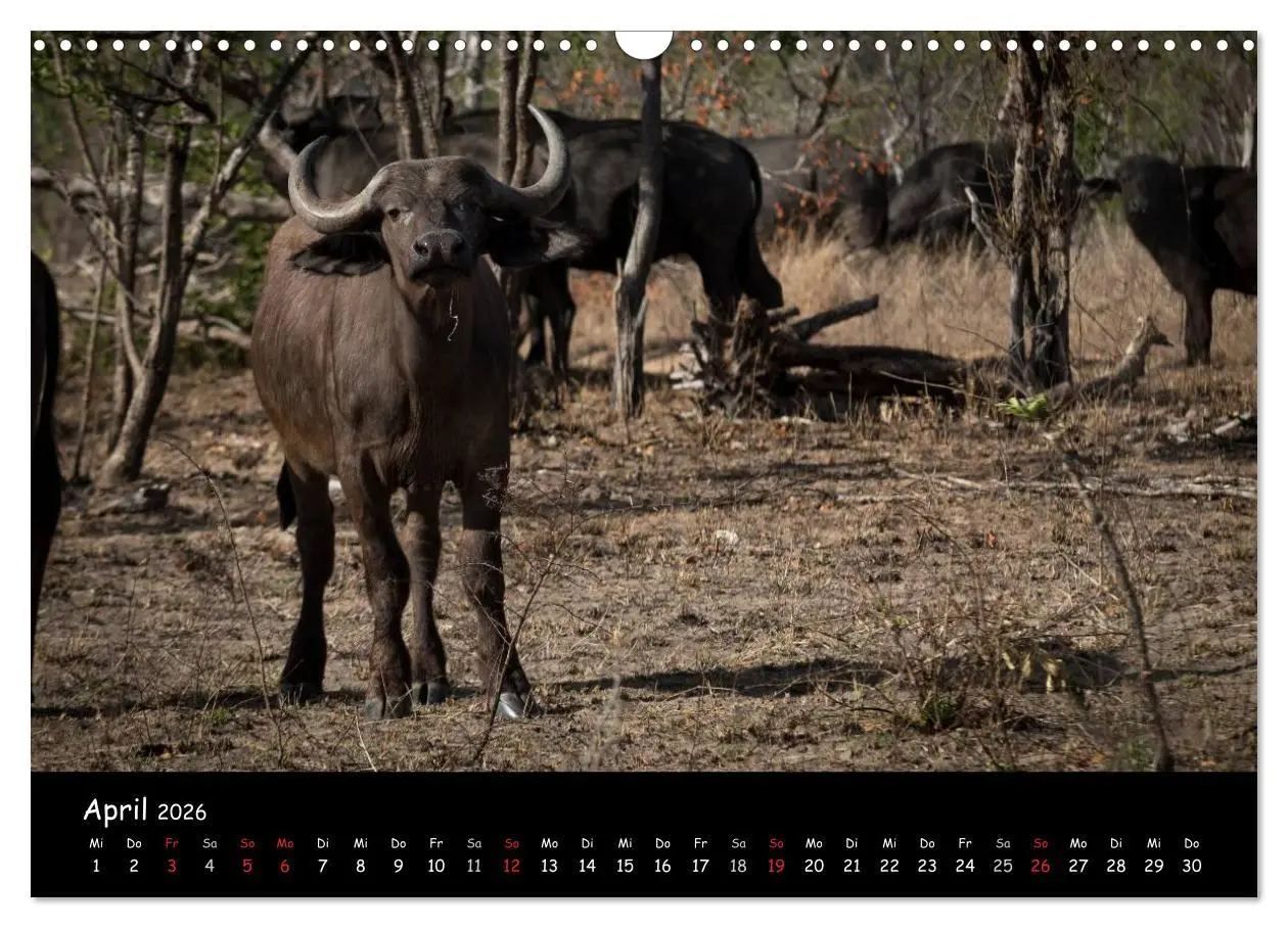 Bild: 9783516058598 | Tier-Momente in Afrika (Wandkalender 2026 DIN A3 quer), CALVENDO...