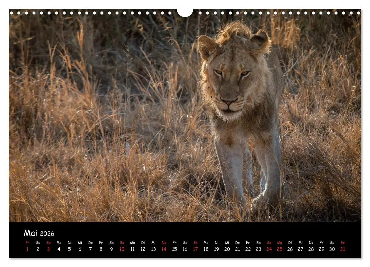 Bild: 9783516058598 | Tier-Momente in Afrika (Wandkalender 2026 DIN A3 quer), CALVENDO...