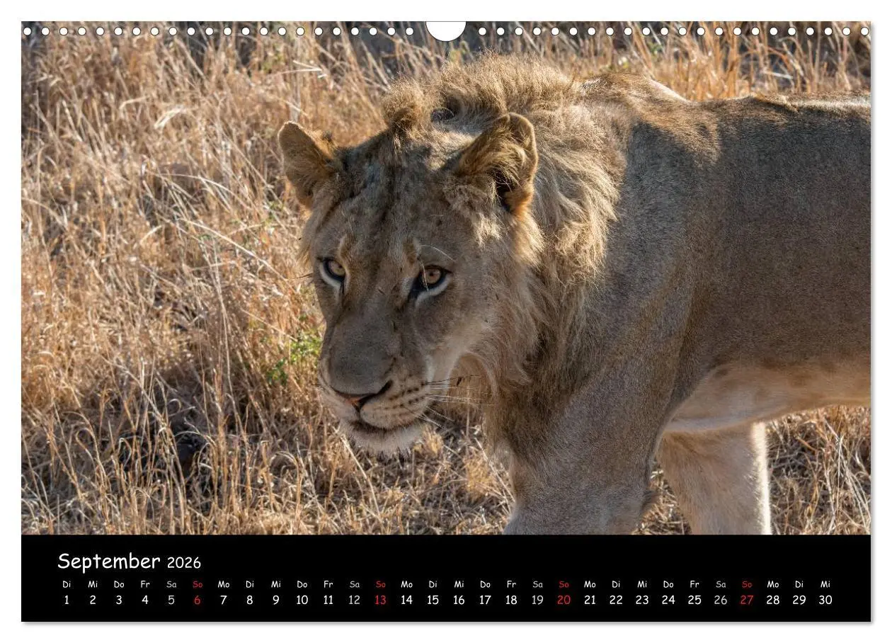Bild: 9783516058598 | Tier-Momente in Afrika (Wandkalender 2026 DIN A3 quer), CALVENDO...