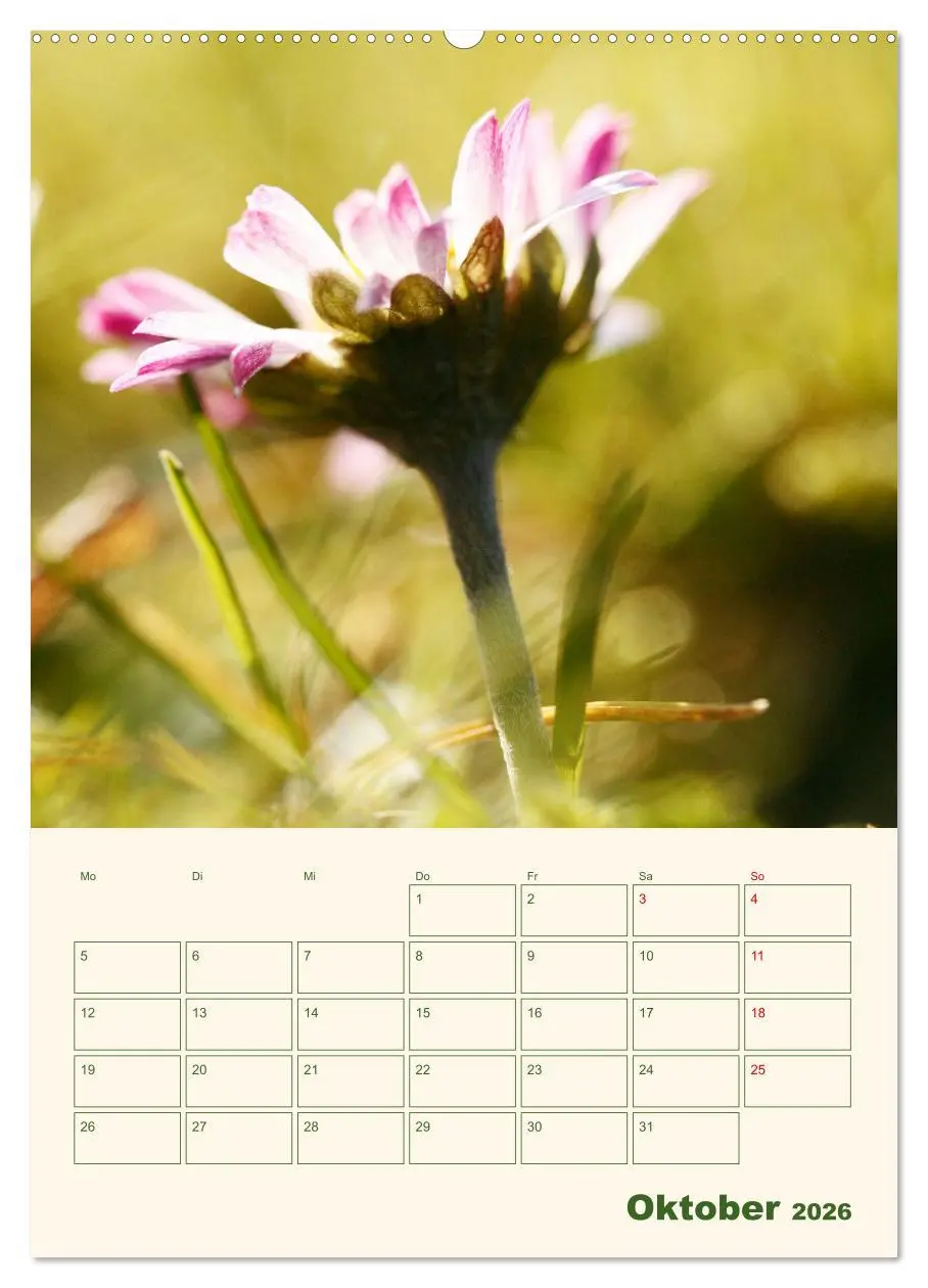 Bild: 9783516368598 | Verträumte Gänseblümchen (Wandkalender 2026 DIN A2 hoch), CALVENDO...