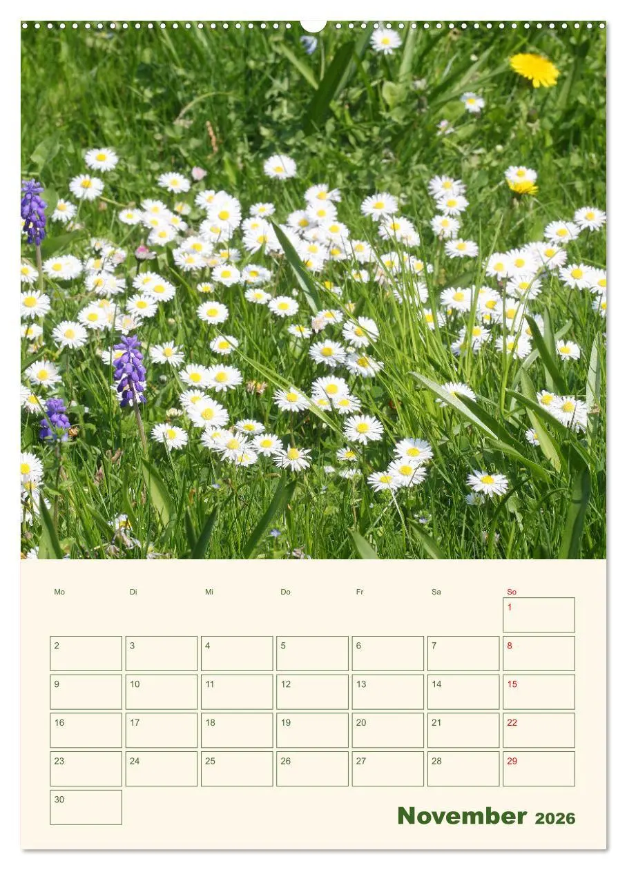 Bild: 9783516368598 | Verträumte Gänseblümchen (Wandkalender 2026 DIN A2 hoch), CALVENDO...