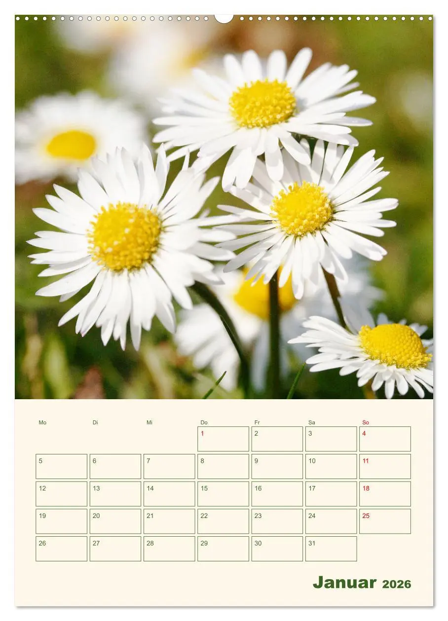 Bild: 9783516368598 | Verträumte Gänseblümchen (Wandkalender 2026 DIN A2 hoch), CALVENDO...