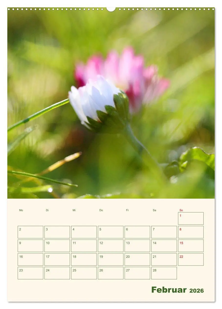 Bild: 9783516368598 | Verträumte Gänseblümchen (Wandkalender 2026 DIN A2 hoch), CALVENDO...