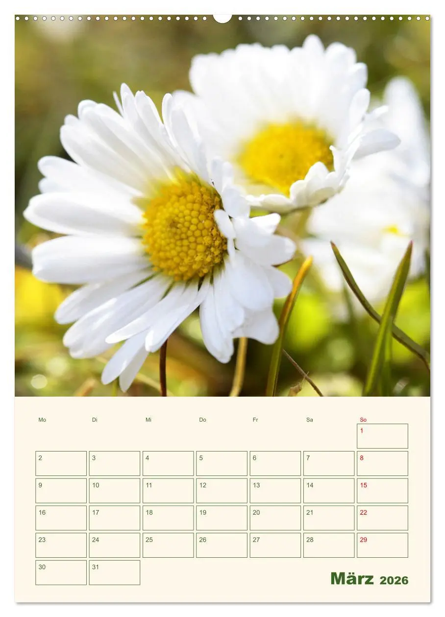 Bild: 9783516368598 | Verträumte Gänseblümchen (Wandkalender 2026 DIN A2 hoch), CALVENDO...