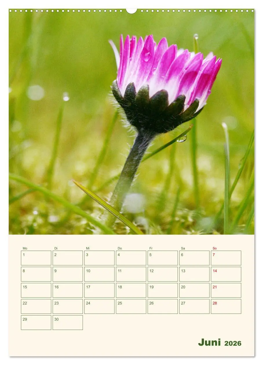Bild: 9783516368598 | Verträumte Gänseblümchen (Wandkalender 2026 DIN A2 hoch), CALVENDO...
