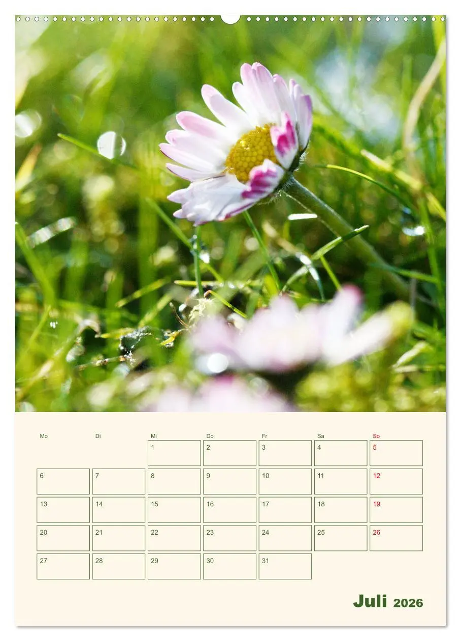 Bild: 9783516368598 | Verträumte Gänseblümchen (Wandkalender 2026 DIN A2 hoch), CALVENDO...