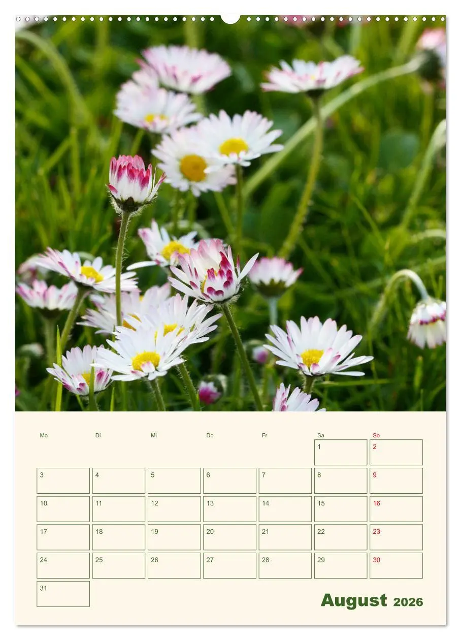 Bild: 9783516368598 | Verträumte Gänseblümchen (Wandkalender 2026 DIN A2 hoch), CALVENDO...