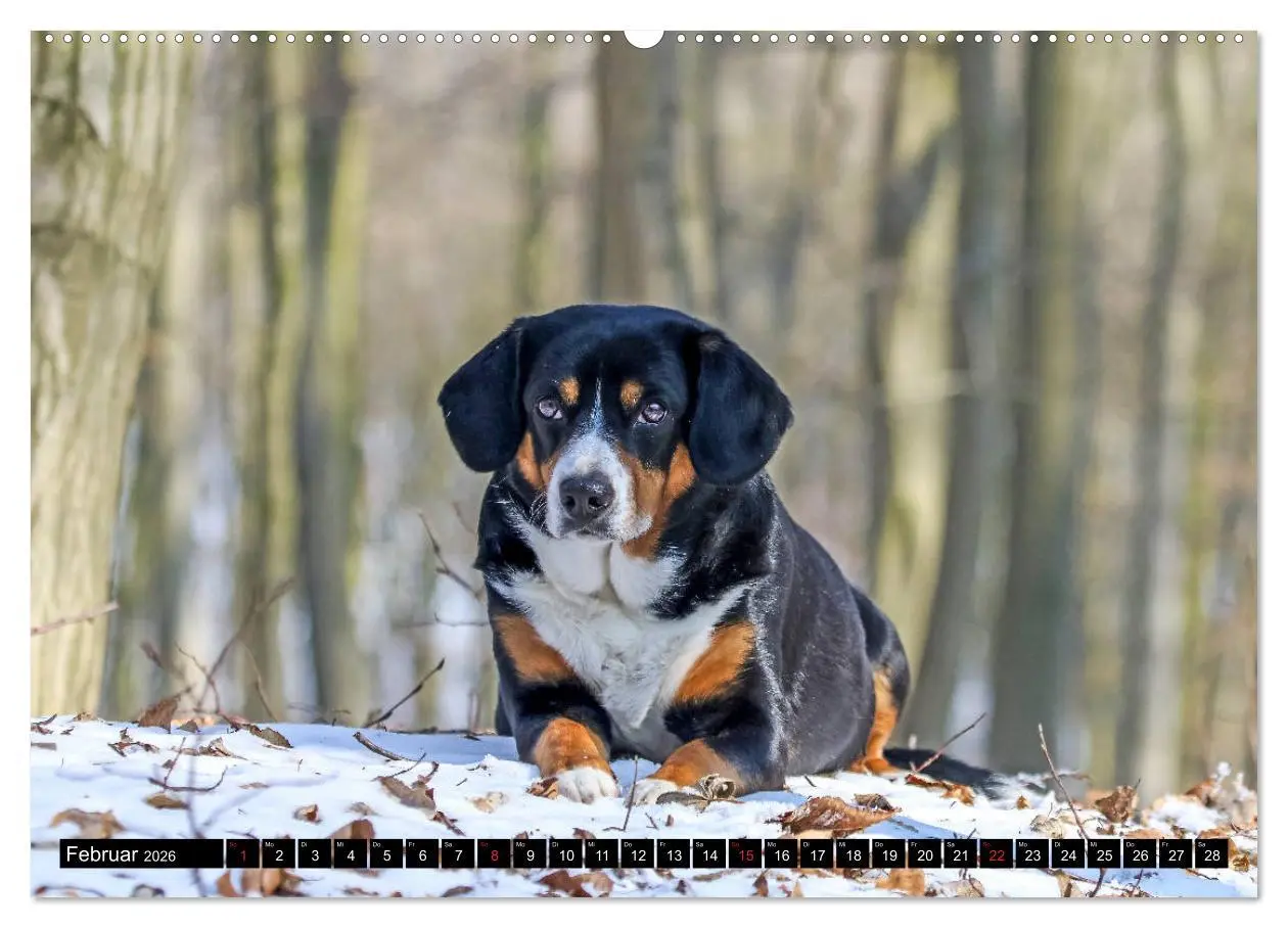 Bild: 9783516038798 | Entlebucher Sennenhund - treue Freunde (hochwertiger Premium...
