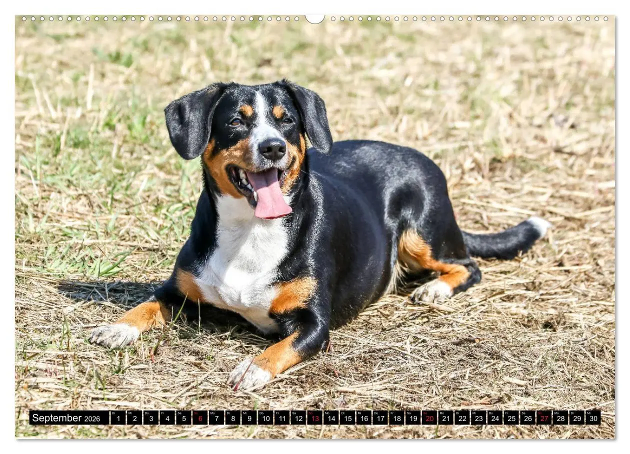 Bild: 9783516038798 | Entlebucher Sennenhund - treue Freunde (hochwertiger Premium...