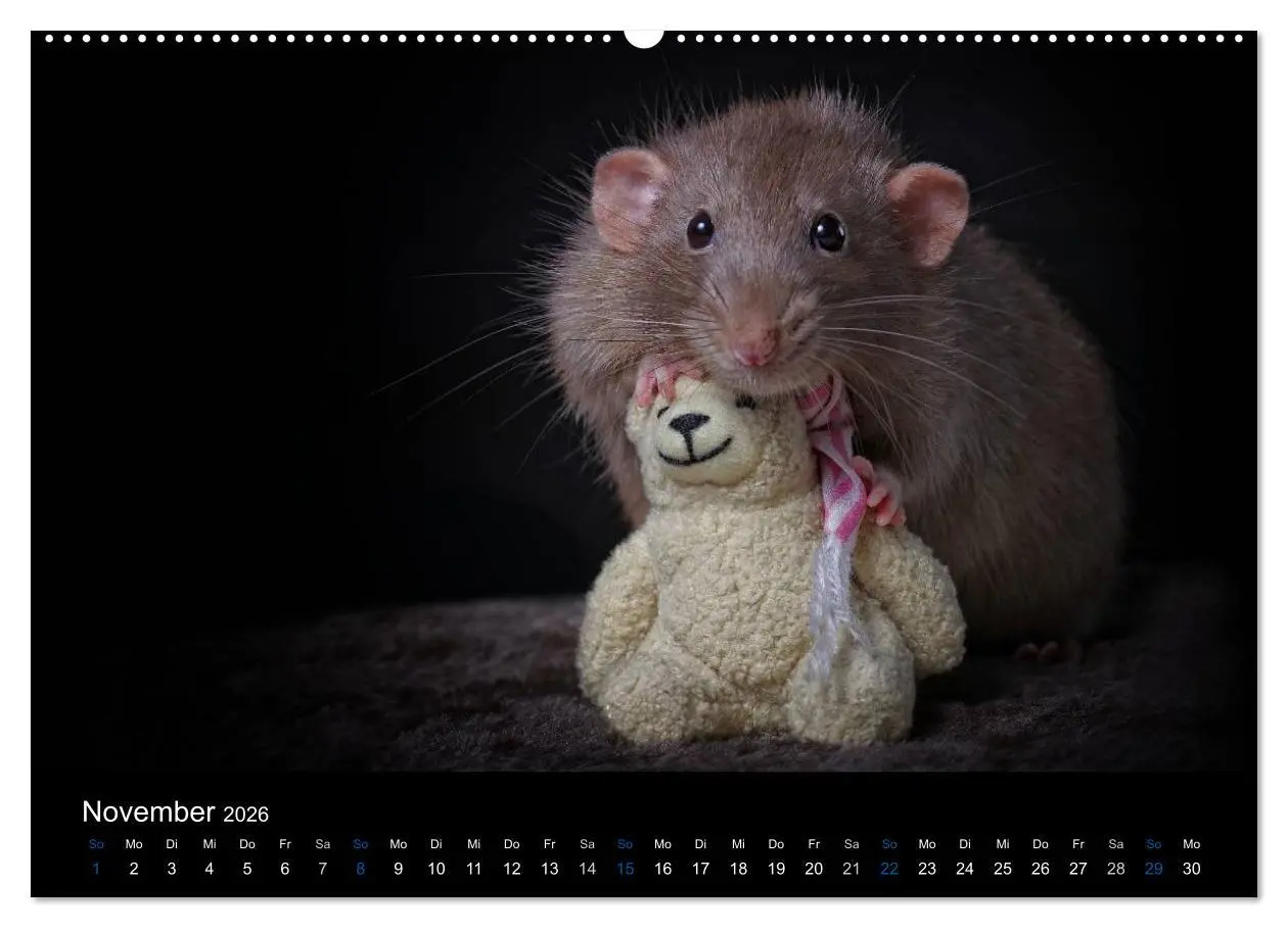 Bild: 9783516028898 | Ratten. Die große Welt der kleinen Nager (hochwertiger Premium...