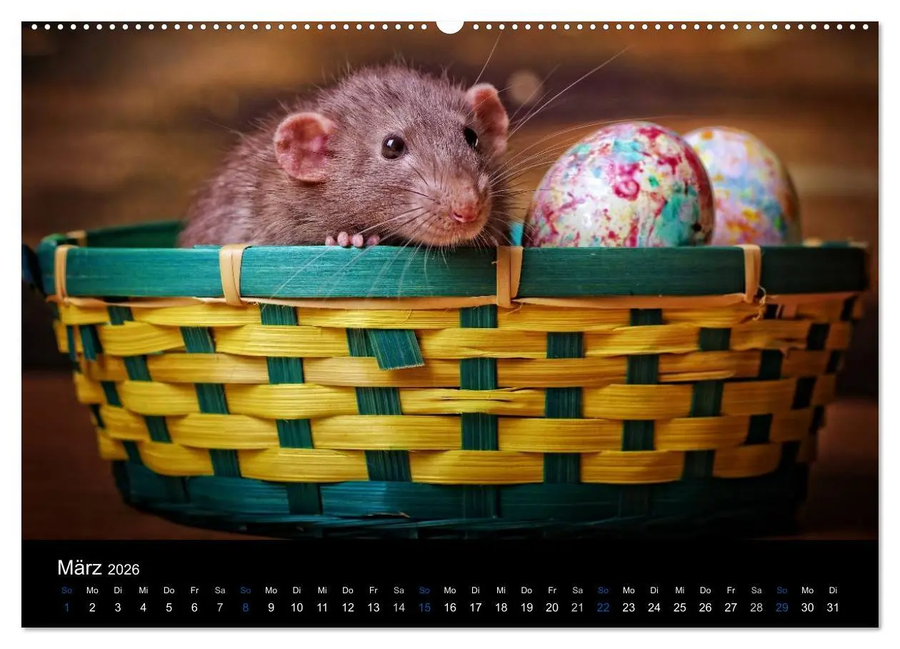 Bild: 9783516028898 | Ratten. Die große Welt der kleinen Nager (hochwertiger Premium...