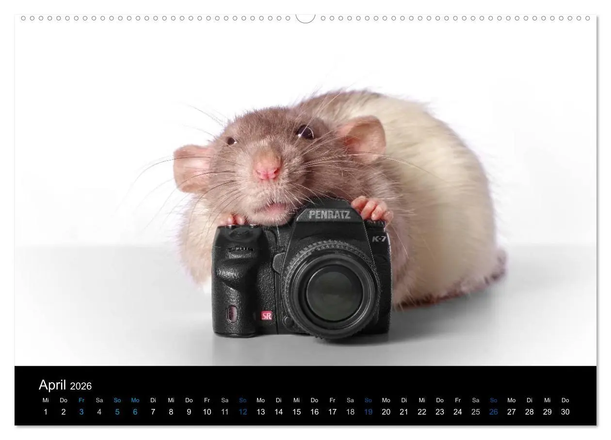 Bild: 9783516028898 | Ratten. Die große Welt der kleinen Nager (hochwertiger Premium...