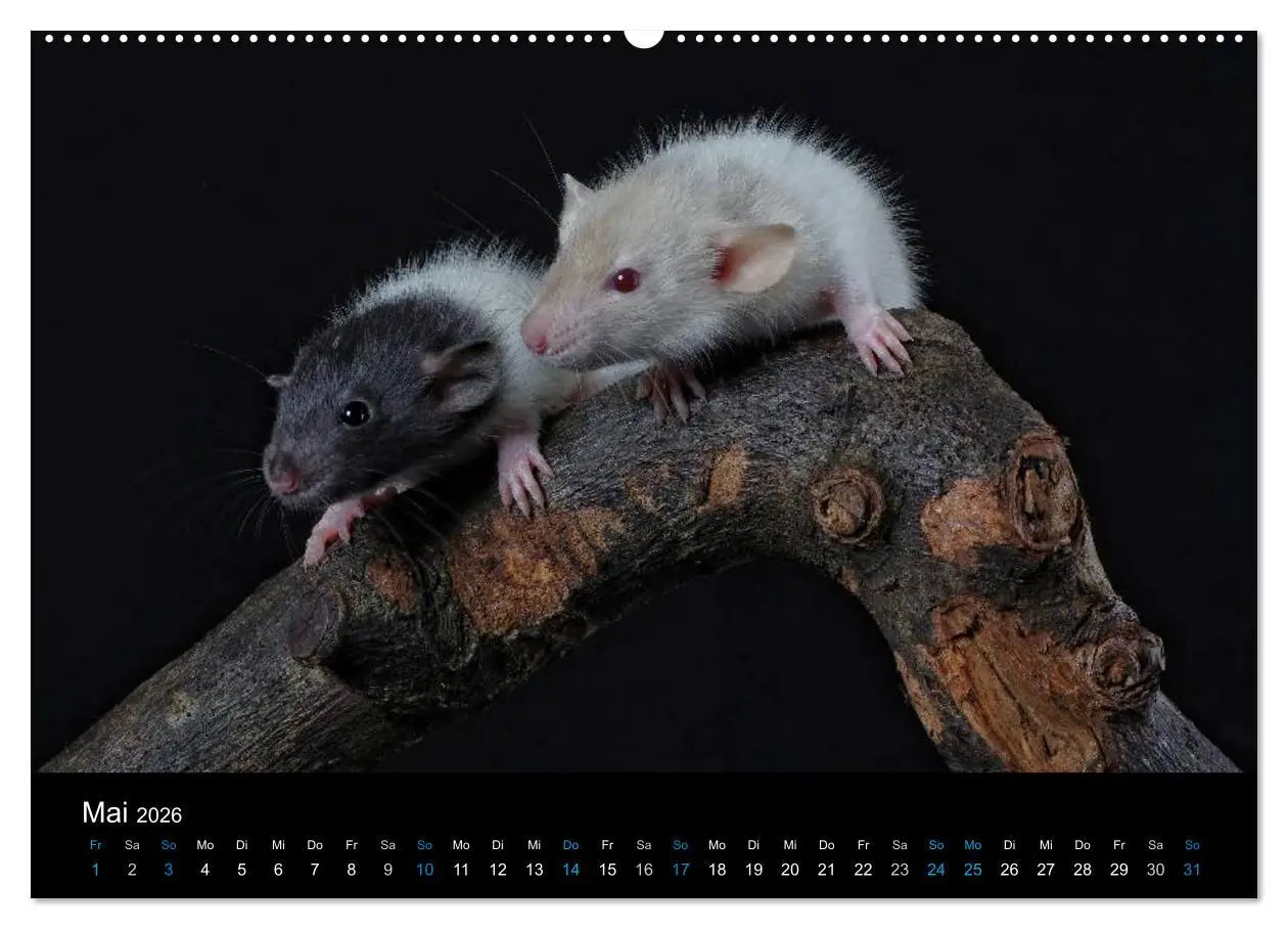 Bild: 9783516028898 | Ratten. Die große Welt der kleinen Nager (hochwertiger Premium...