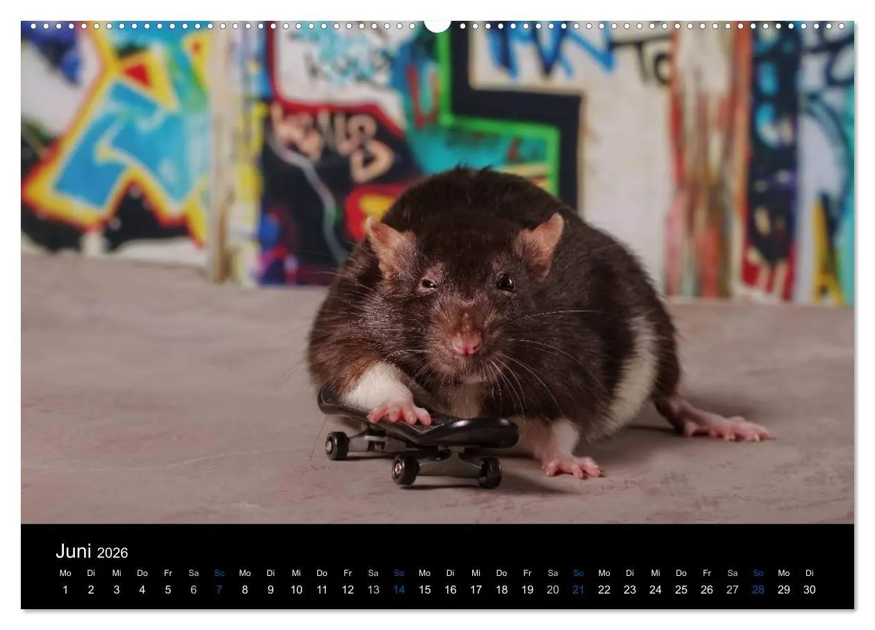 Bild: 9783516028898 | Ratten. Die große Welt der kleinen Nager (hochwertiger Premium...