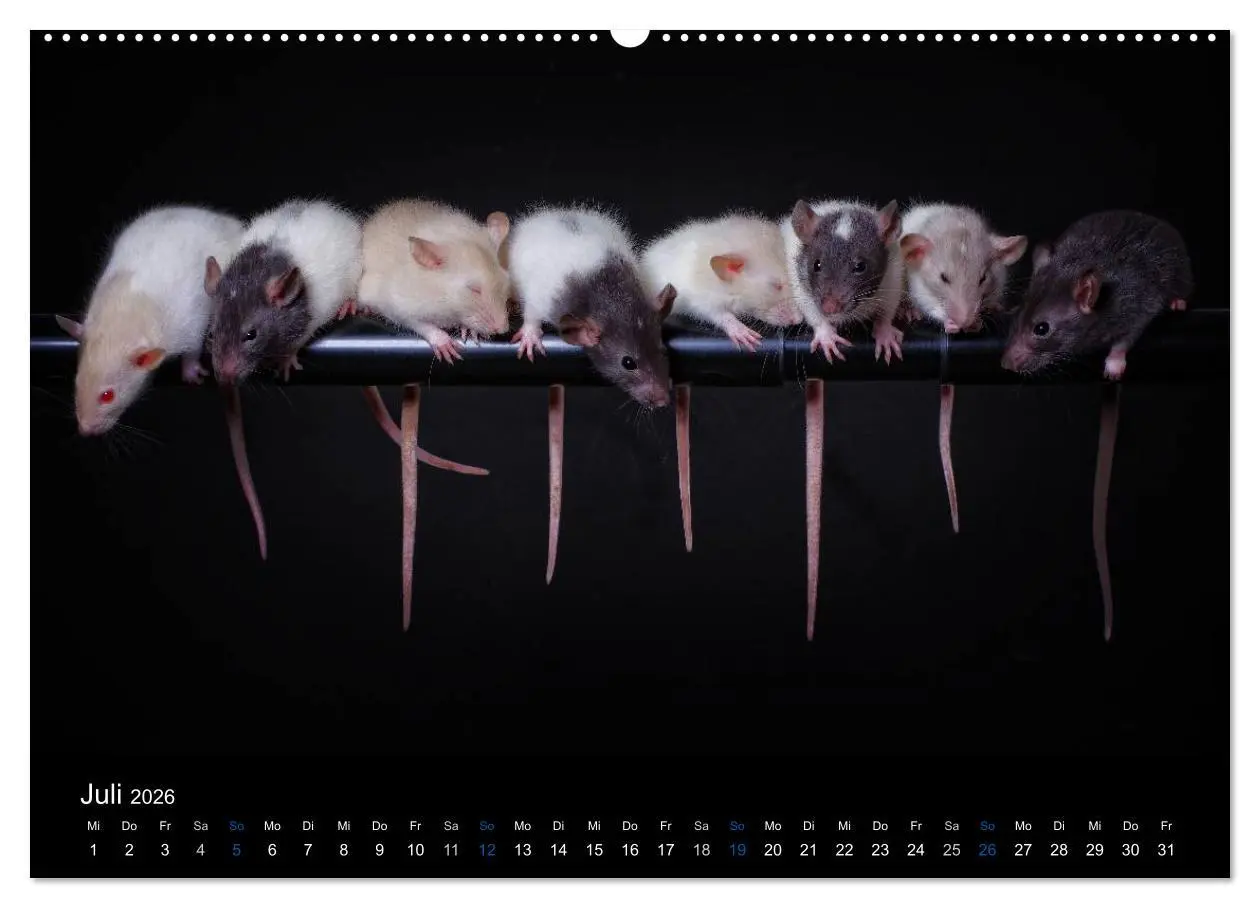 Bild: 9783516028898 | Ratten. Die große Welt der kleinen Nager (hochwertiger Premium...
