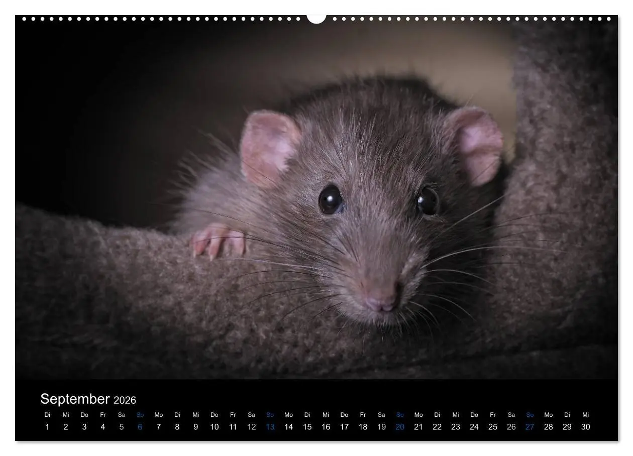 Bild: 9783516028898 | Ratten. Die große Welt der kleinen Nager (hochwertiger Premium...