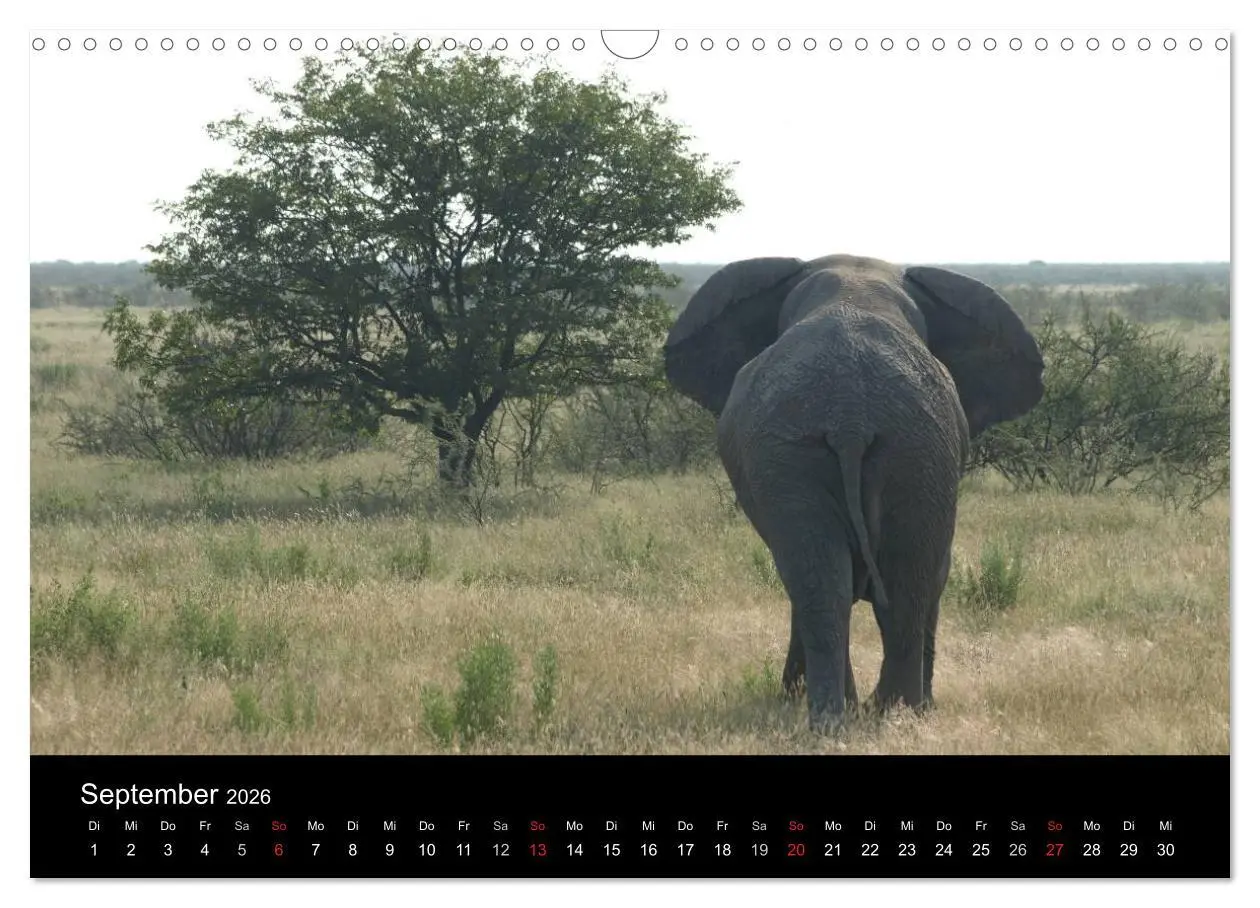 Bild: 9783516198898 | Wüstenzauber Namibia (Wandkalender 2026 DIN A3 quer), CALVENDO...
