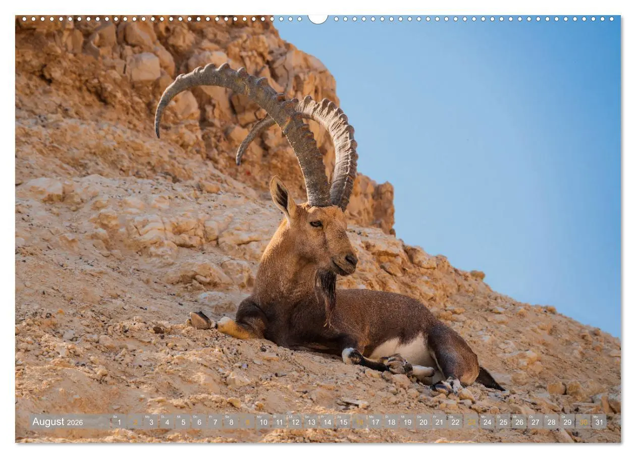 Bild: 9783457548998 | Negev - die Farben der Wüste (Wandkalender 2026 DIN A2 quer),...