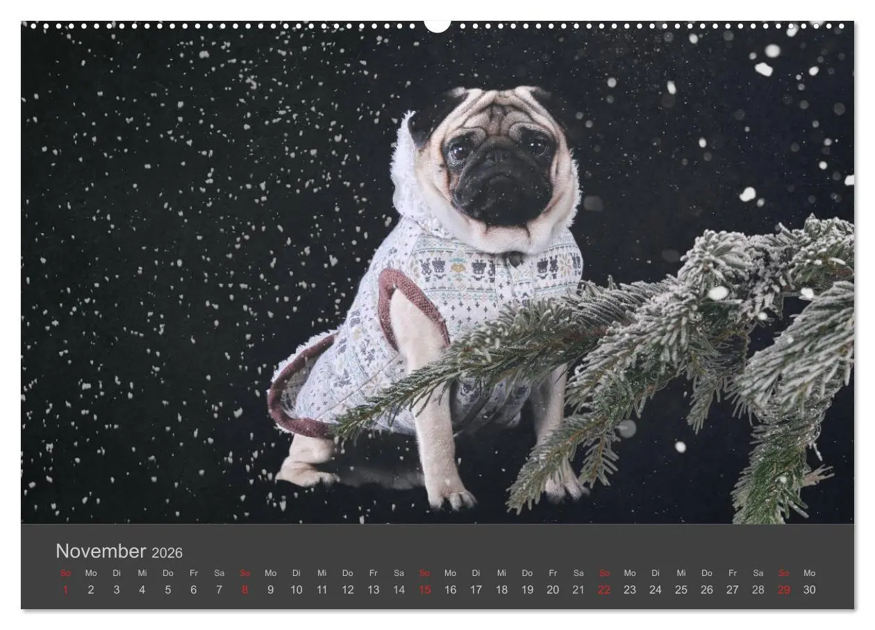Bild: 9783457819098 | HUNDE LEBEN IST BUNT (Wandkalender 2026 DIN A2 quer), CALVENDO...