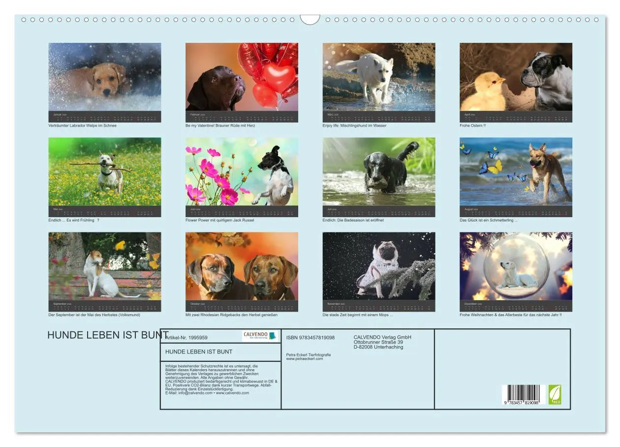 Bild: 9783457819098 | HUNDE LEBEN IST BUNT (Wandkalender 2026 DIN A2 quer), CALVENDO...
