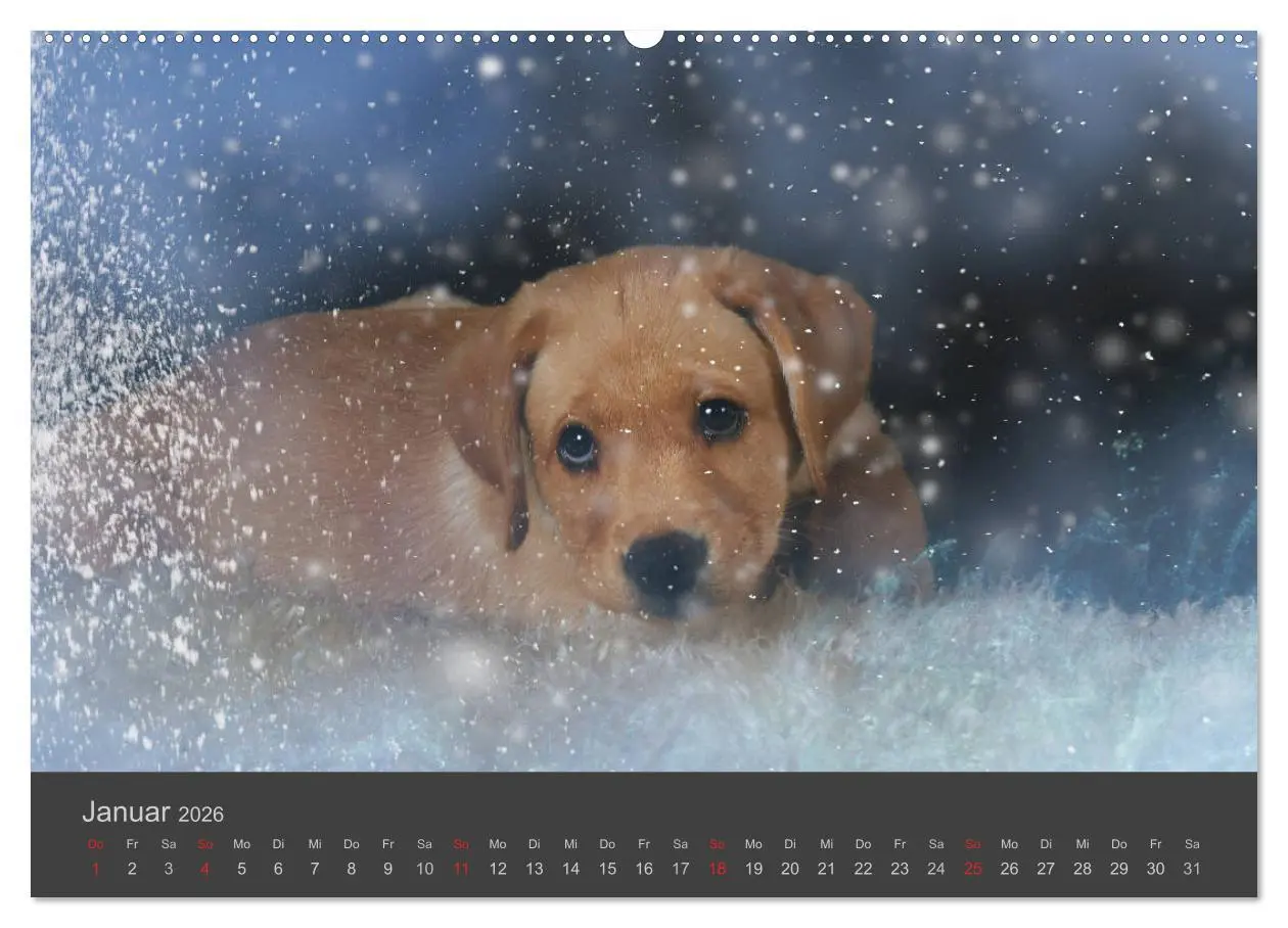 Bild: 9783457819098 | HUNDE LEBEN IST BUNT (Wandkalender 2026 DIN A2 quer), CALVENDO...