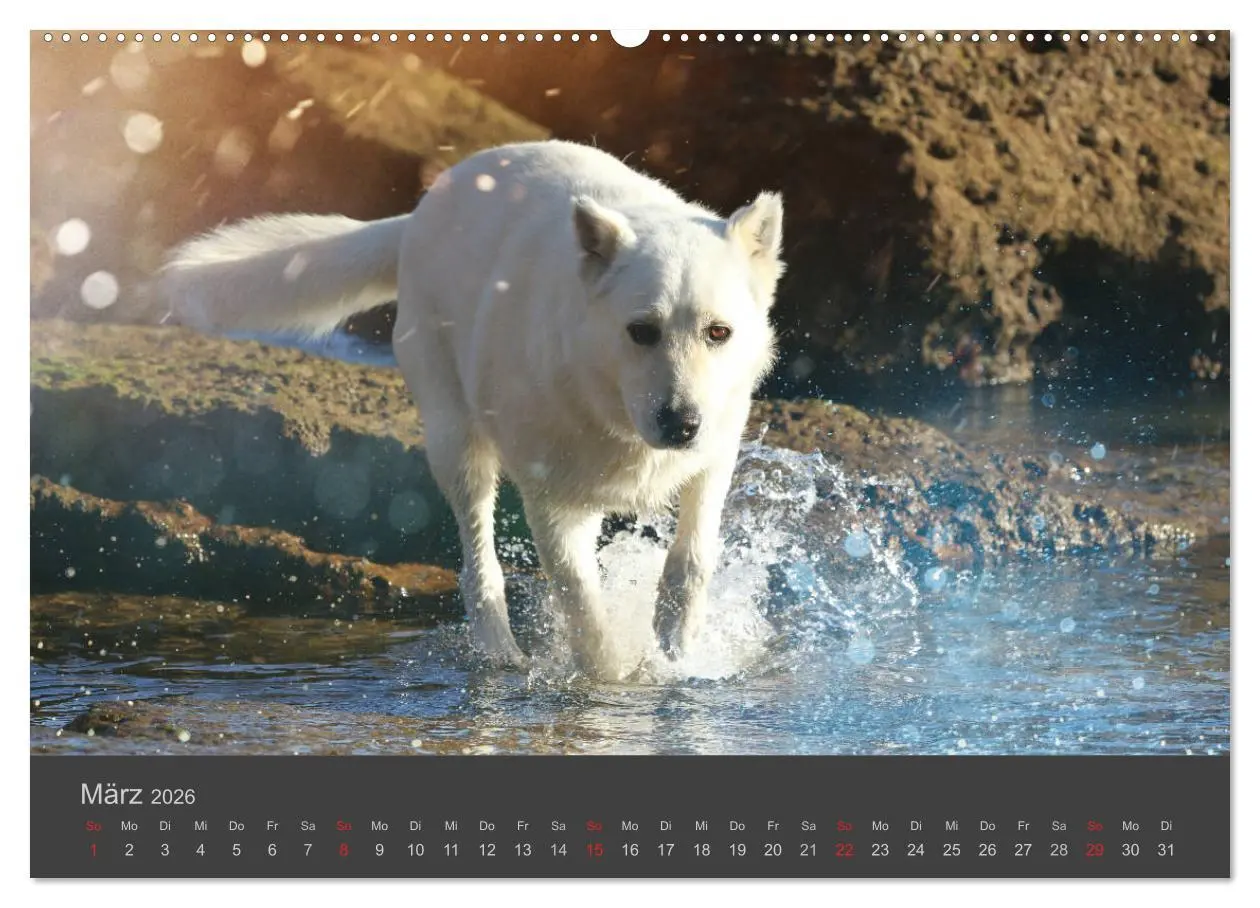 Bild: 9783457819098 | HUNDE LEBEN IST BUNT (Wandkalender 2026 DIN A2 quer), CALVENDO...