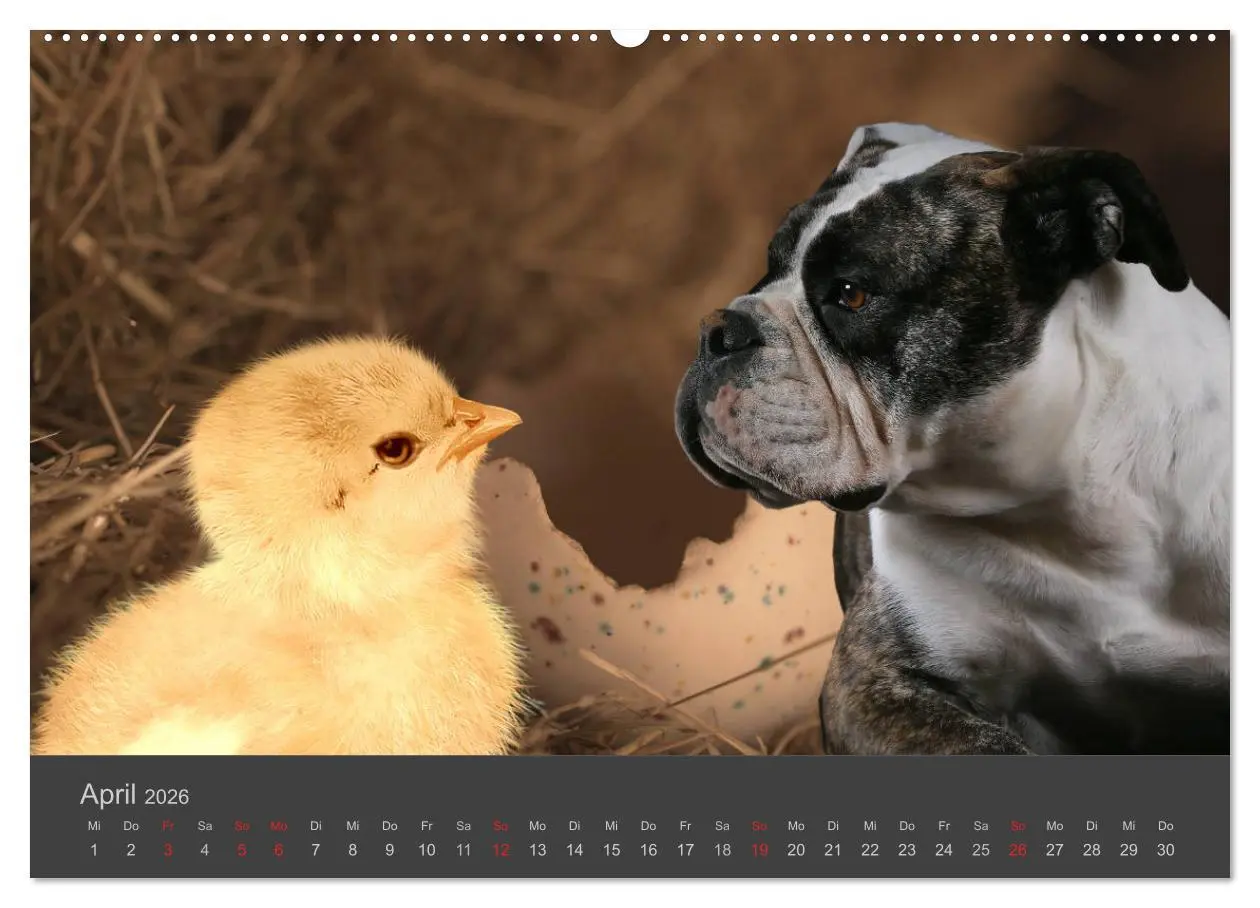 Bild: 9783457819098 | HUNDE LEBEN IST BUNT (Wandkalender 2026 DIN A2 quer), CALVENDO...