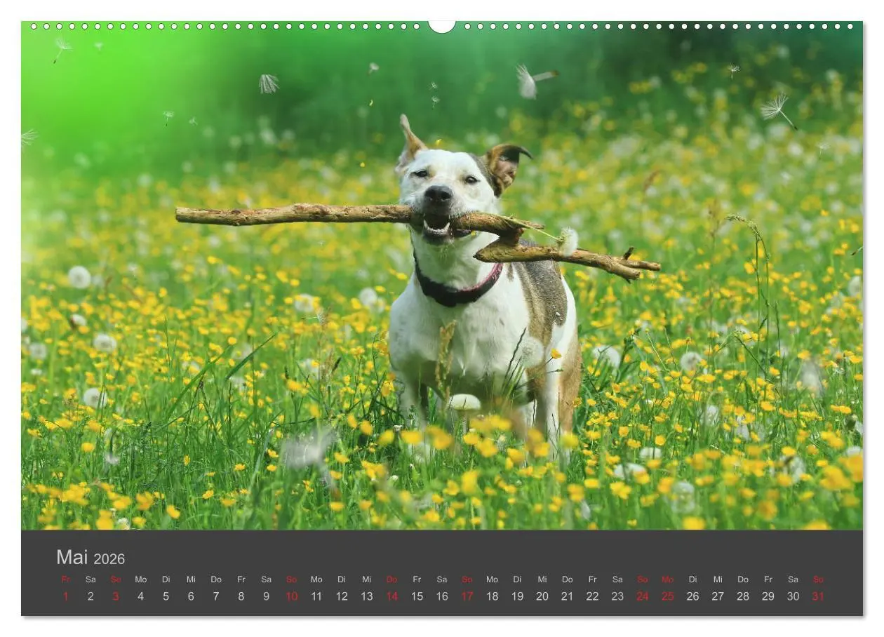 Bild: 9783457819098 | HUNDE LEBEN IST BUNT (Wandkalender 2026 DIN A2 quer), CALVENDO...